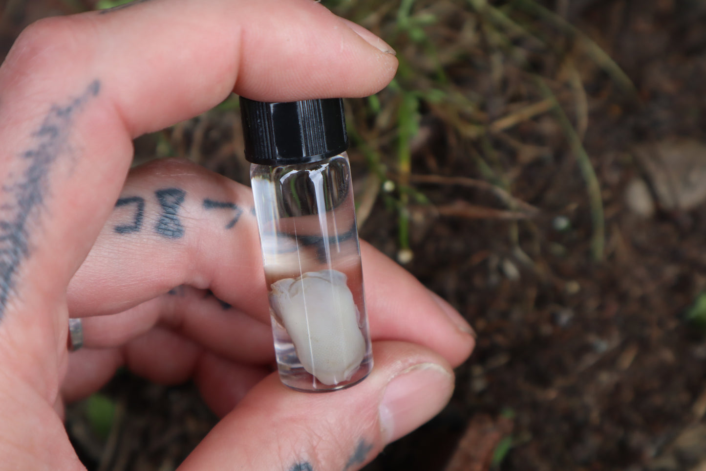Fetal Kitten Tongue Wet Specimen