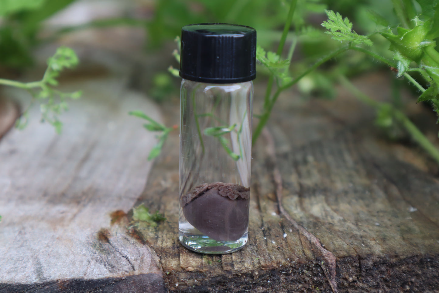 Fetal Kitten Heart Wet Specimen