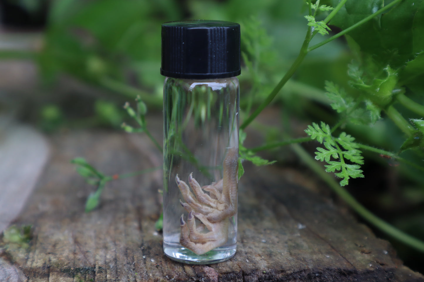 Baby Quail Feet Wet Specimen