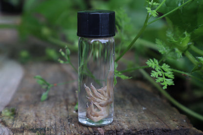 Baby Quail Feet Wet Specimen