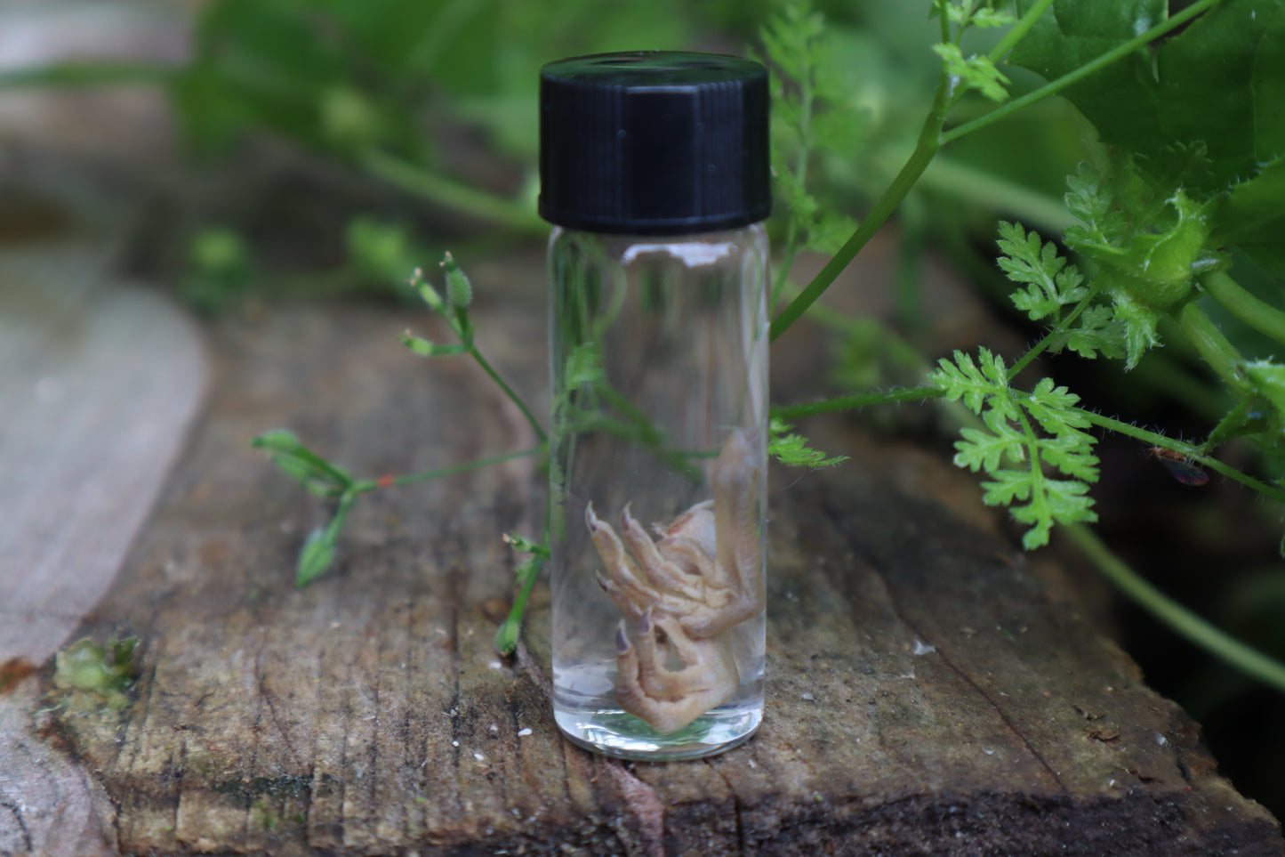 Baby Quail Feet Wet Specimen