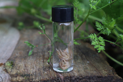 Baby Quail Feet Wet Specimen