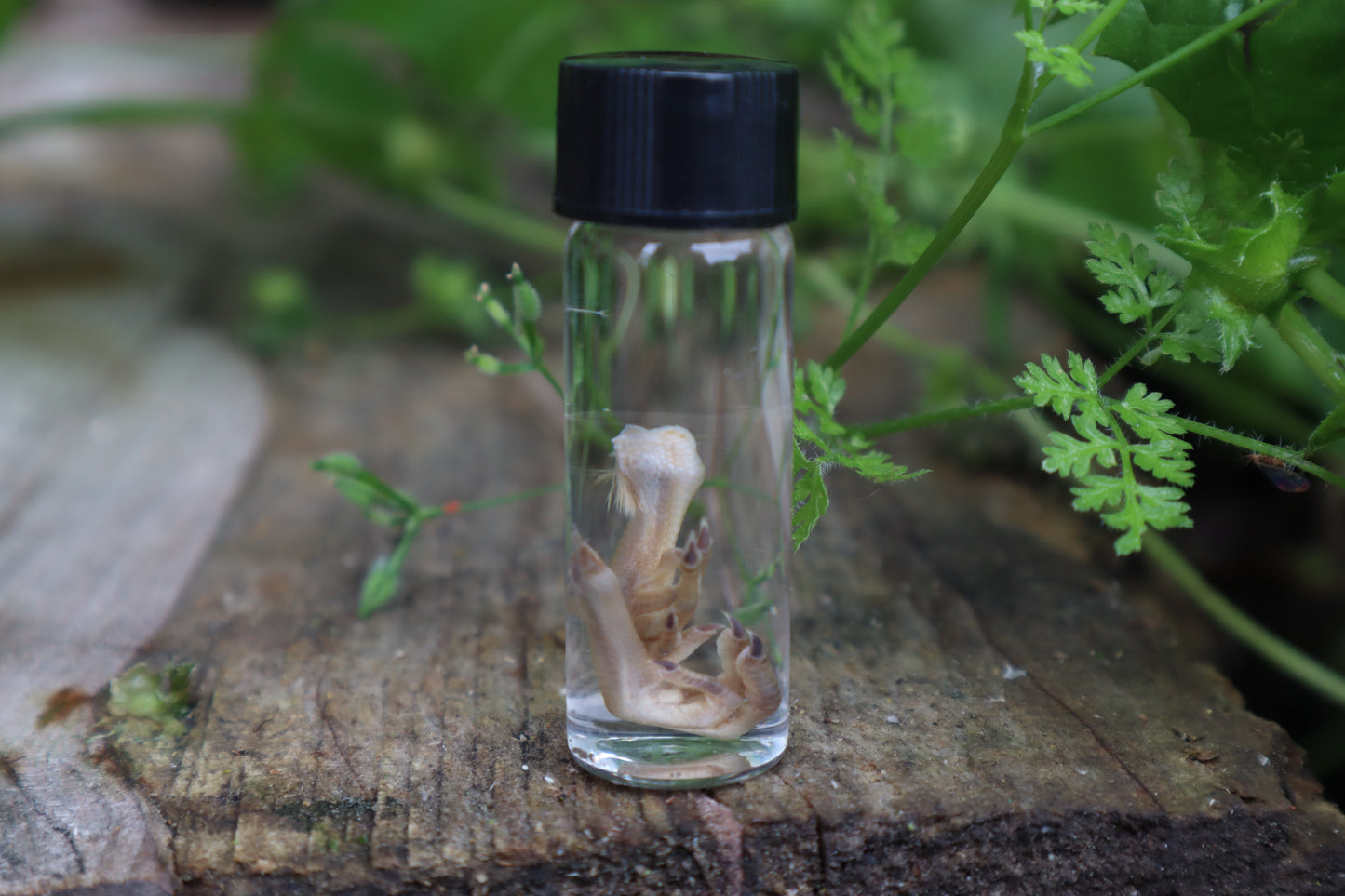 Baby Quail Feet Wet Specimen