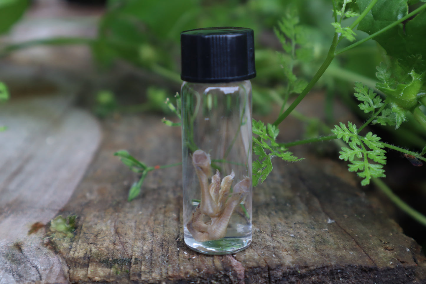 Baby Quail Feet Wet Specimen