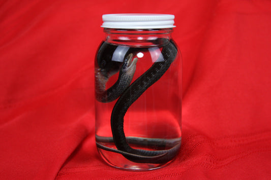 Garter Snake Wet Specimen