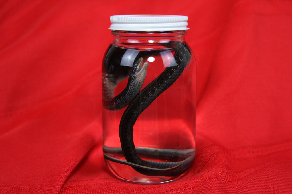 Garter Snake Wet Specimen
