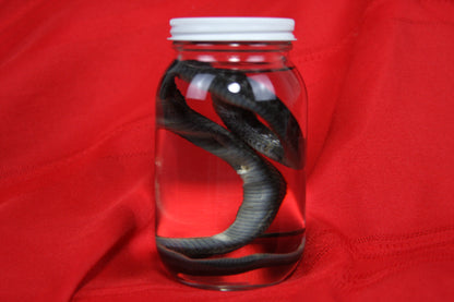 Garter Snake Wet Specimen