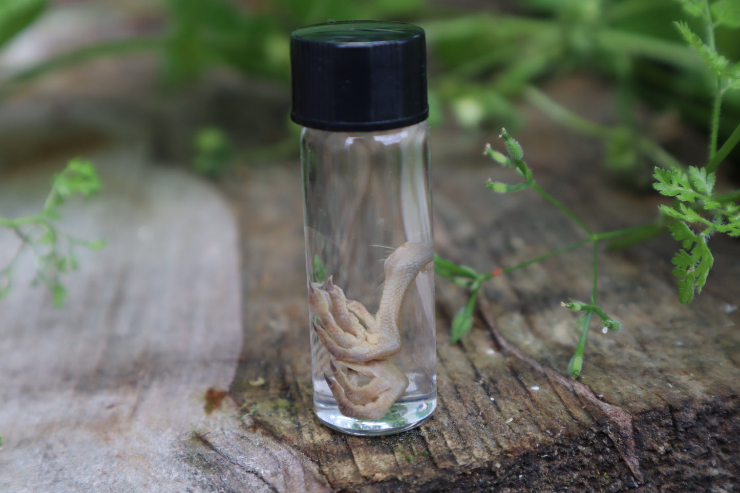 Baby Quail Feet Wet Specimen