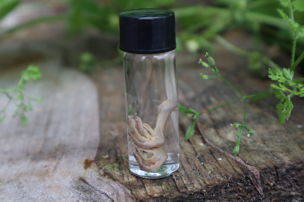 Baby Quail Feet Wet Specimen