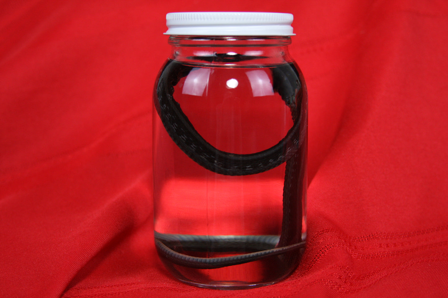 Garter Snake Wet Specimen