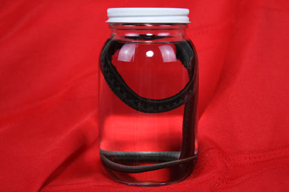 Garter Snake Wet Specimen