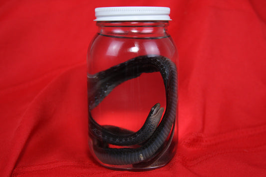 Garter Snake Wet Specimen