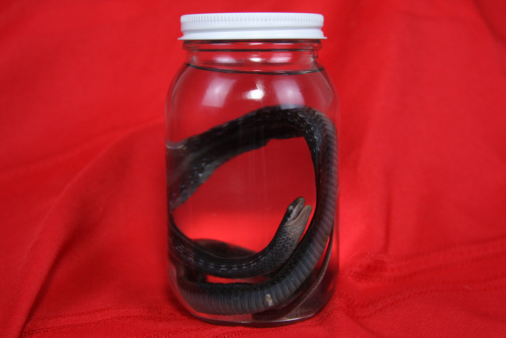 Garter Snake Wet Specimen