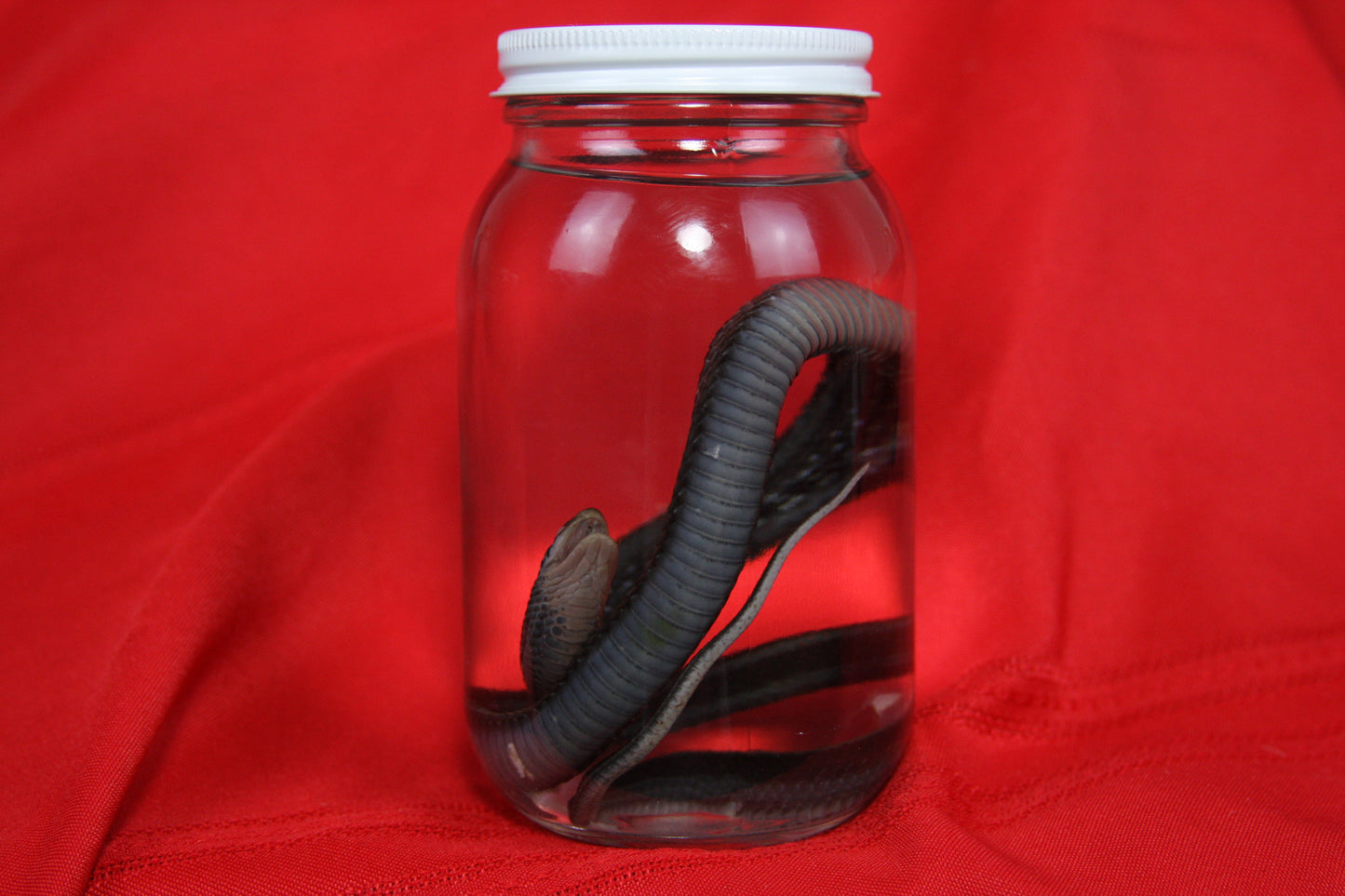 Garter Snake Wet Specimen