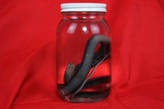 Garter Snake Wet Specimen