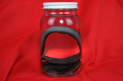 Garter Snake Wet Specimen