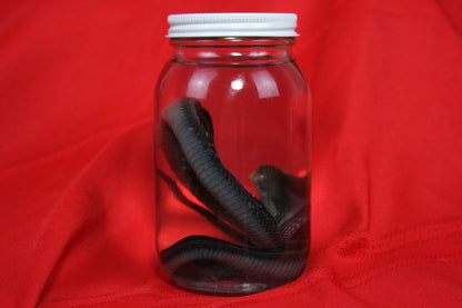 Garter Snake Wet Specimen
