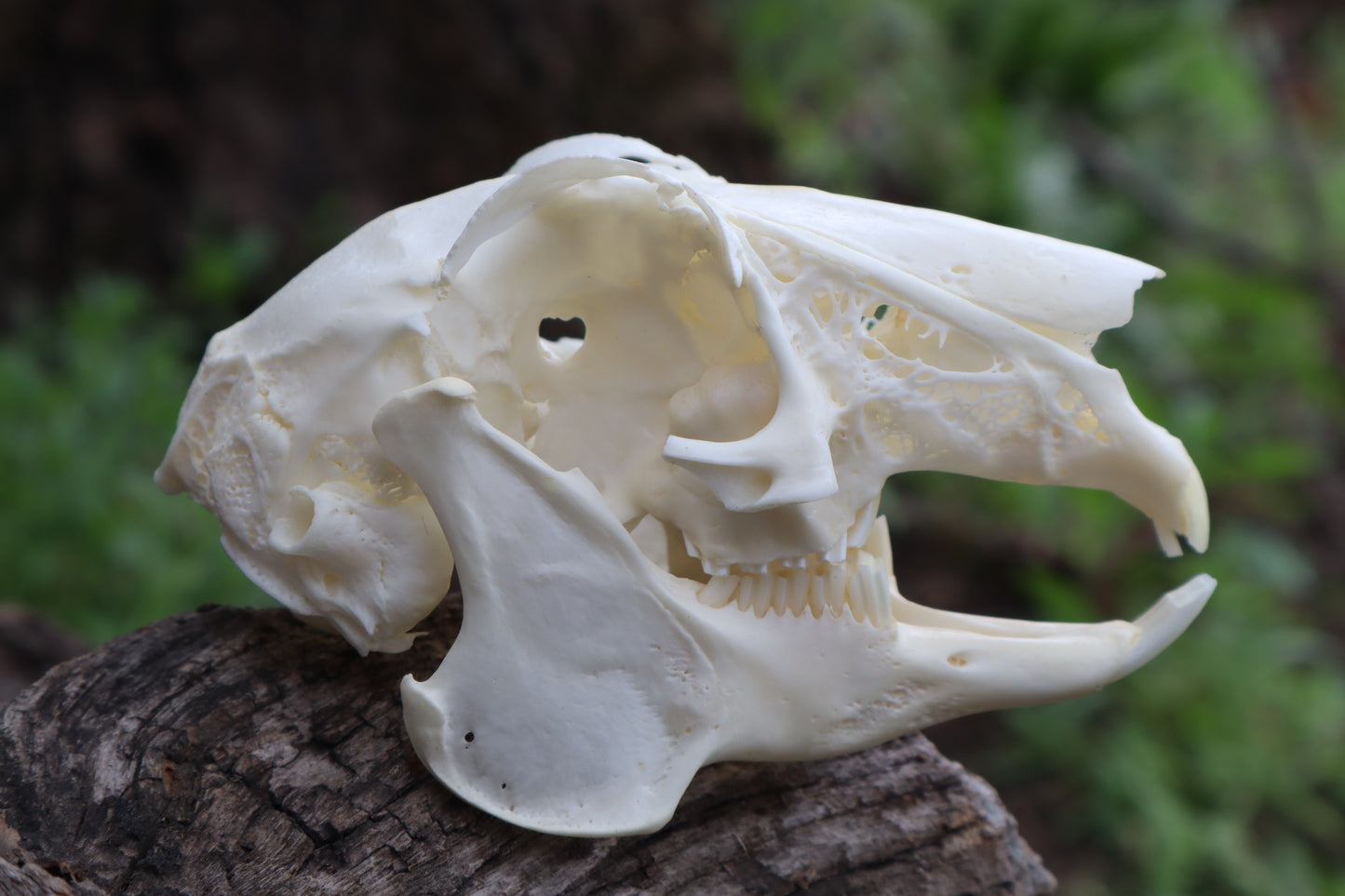 Craft Jack Rabbit Skull