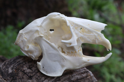 Craft Jack Rabbit Skull