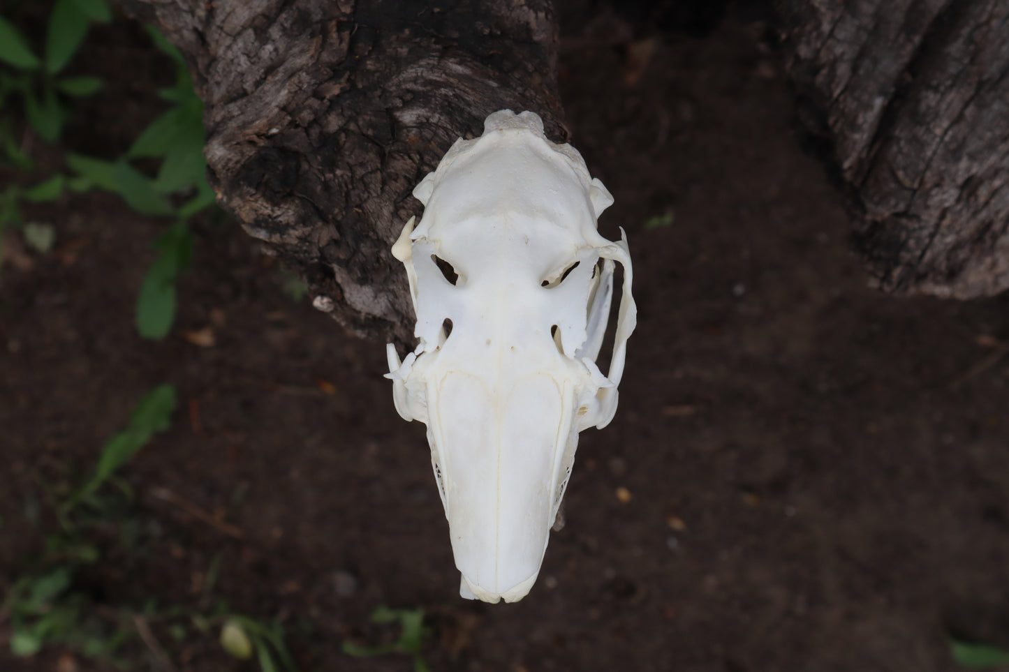 Craft Jack Rabbit Skull