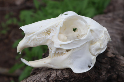 Craft Jack Rabbit Skull