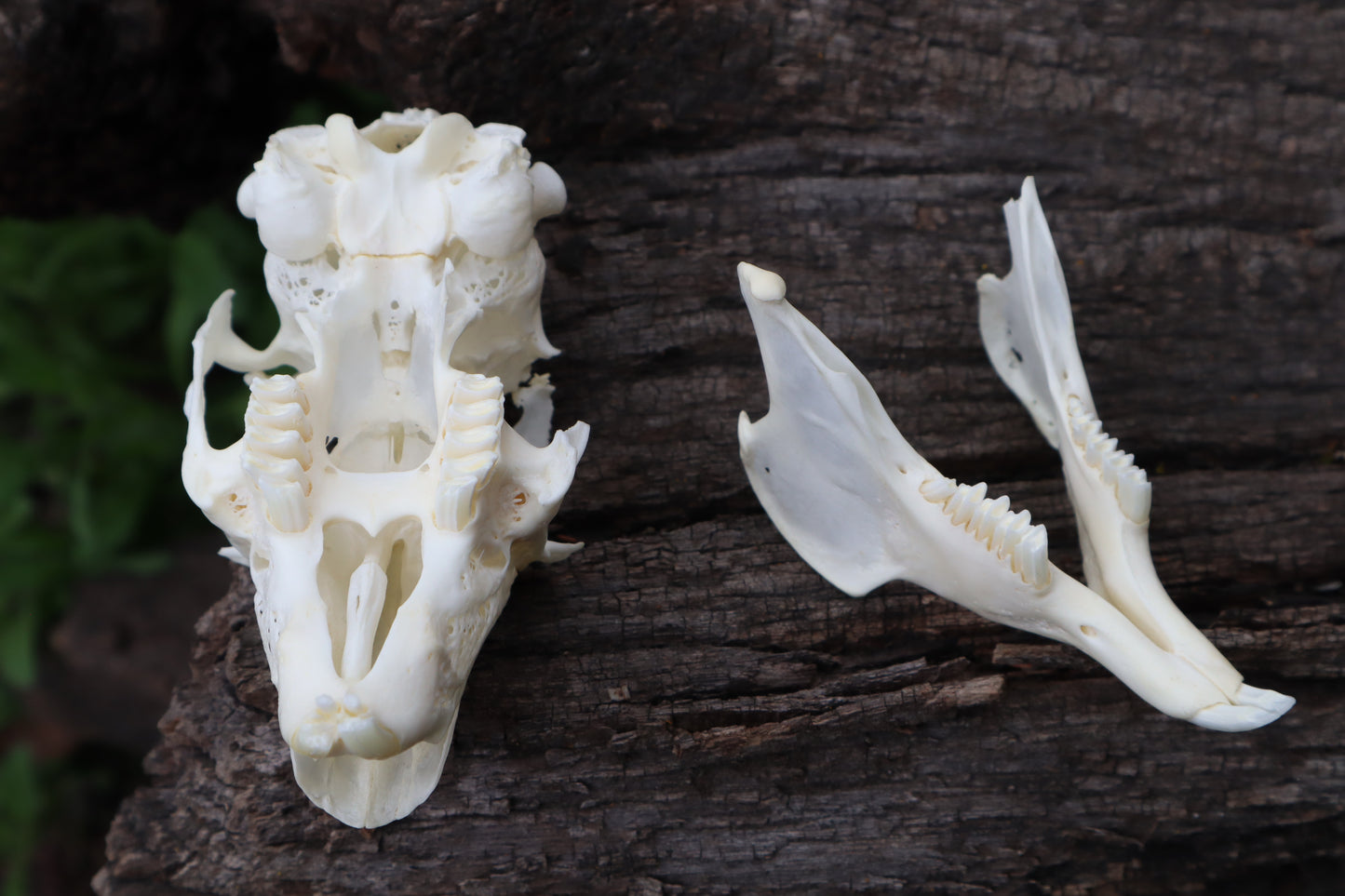 Craft Jack Rabbit Skull