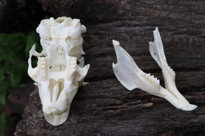 Craft Jack Rabbit Skull