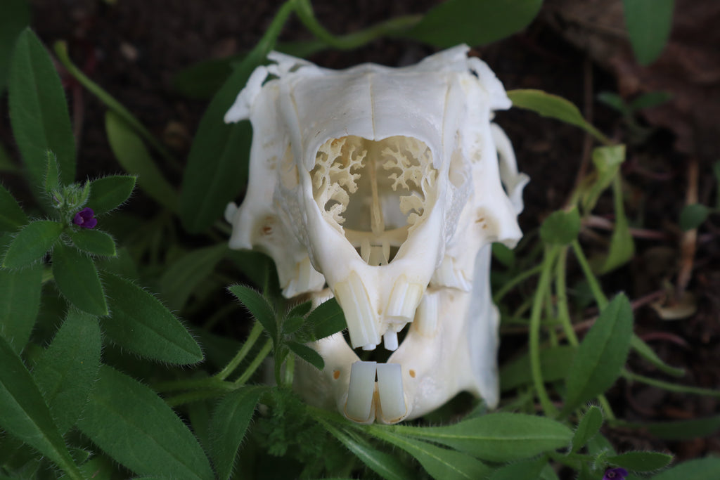 Craft Jack Rabbit Skull
