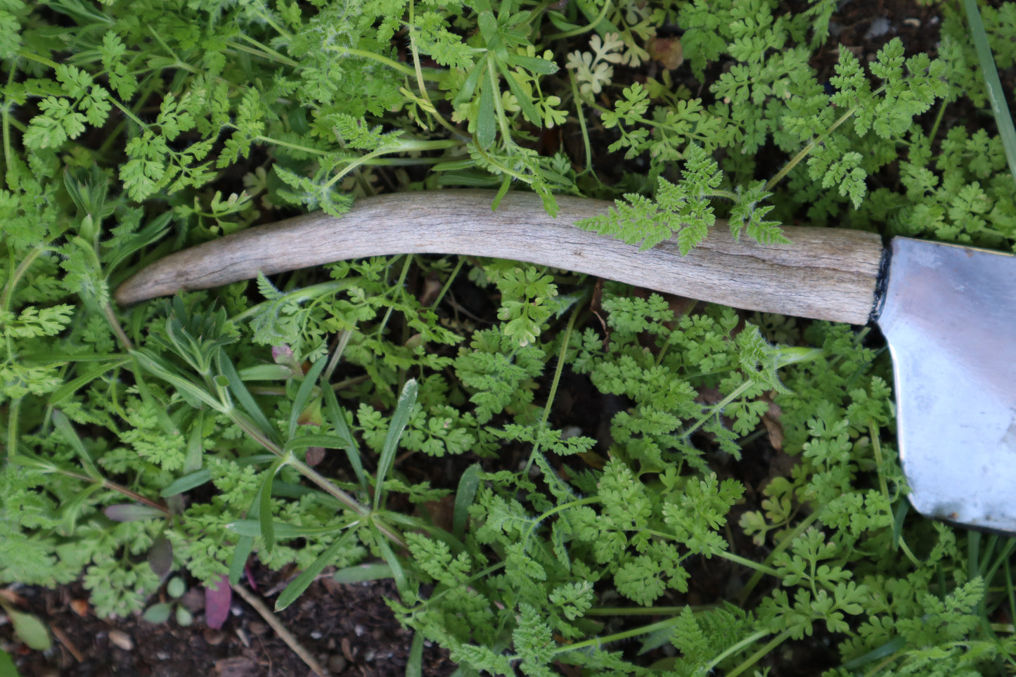 Whitetail Deer Antler Butcher Knife