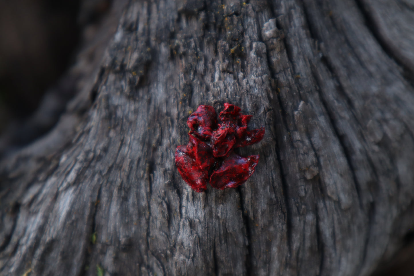 Dry Preserved Fetal Kitten Lungs