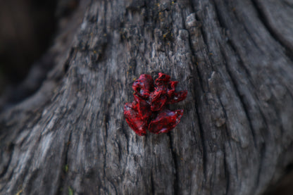 Dry Preserved Fetal Kitten Lungs