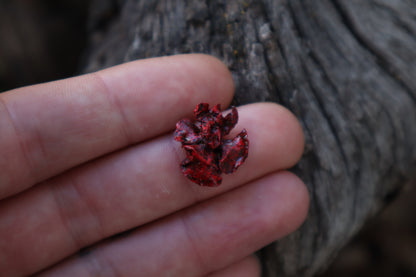 Dry Preserved Fetal Kitten Lungs