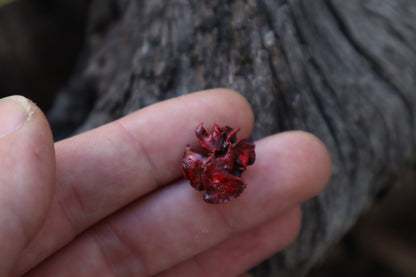 Dry Preserved Fetal Kitten Lungs