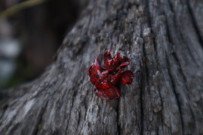 Dry Preserved Fetal Kitten Lungs
