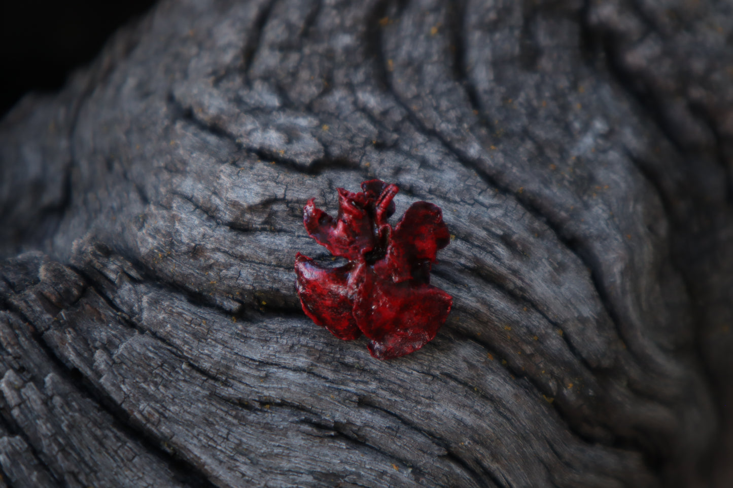 Dry Preserved Fetal Kitten Lungs