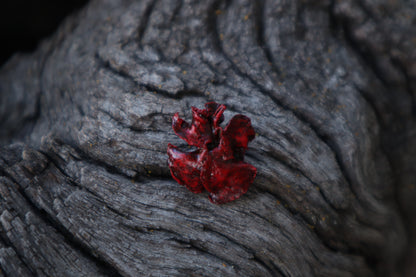 Dry Preserved Fetal Kitten Lungs
