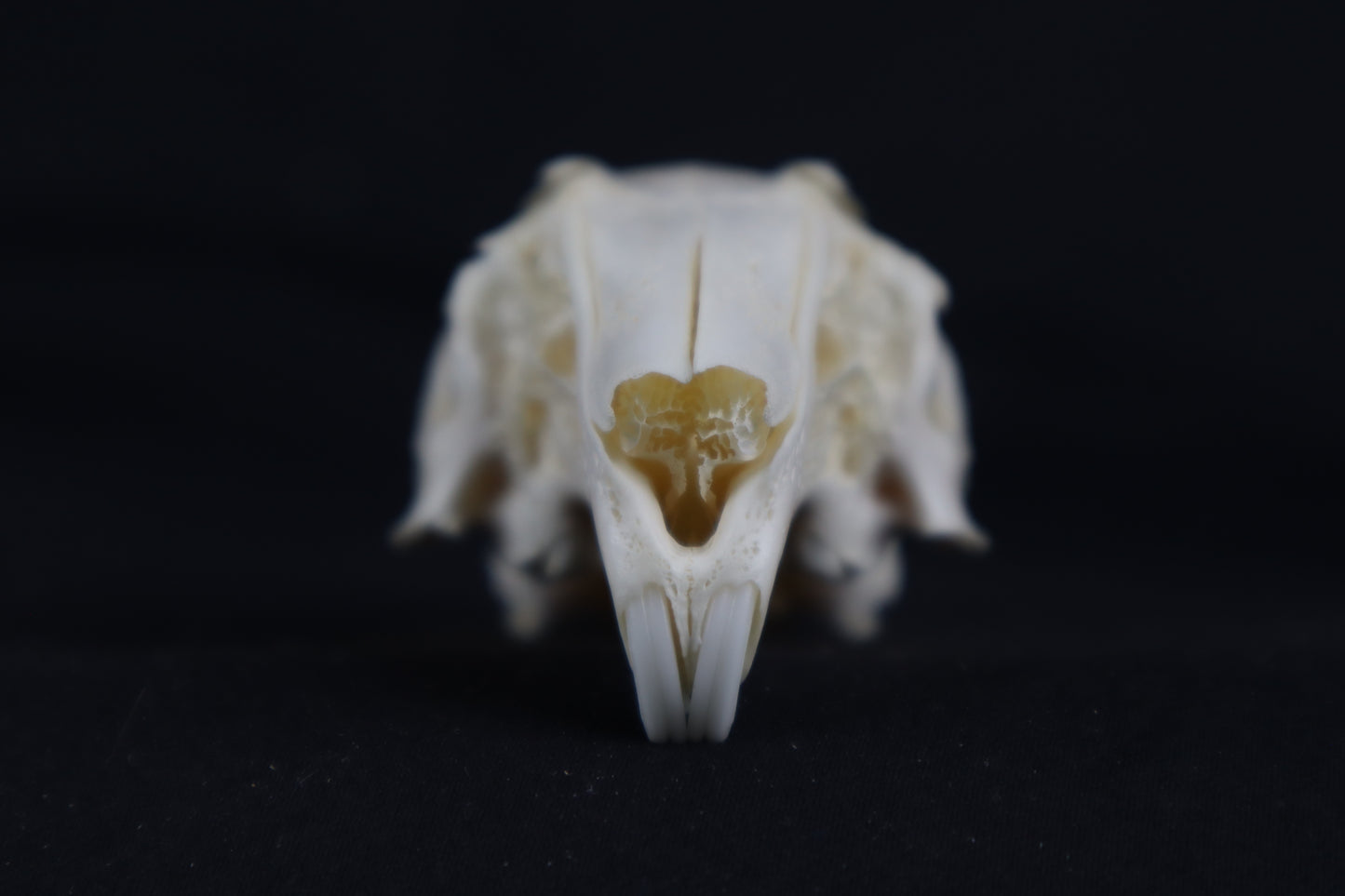 Craft Rabbit Skull