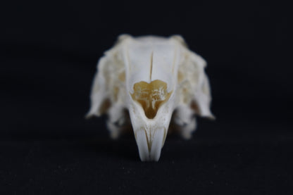 Craft Rabbit Skull