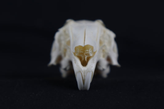 Craft Rabbit Skull
