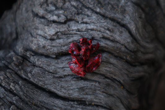 Dry Preserved Fetal Kitten Lungs