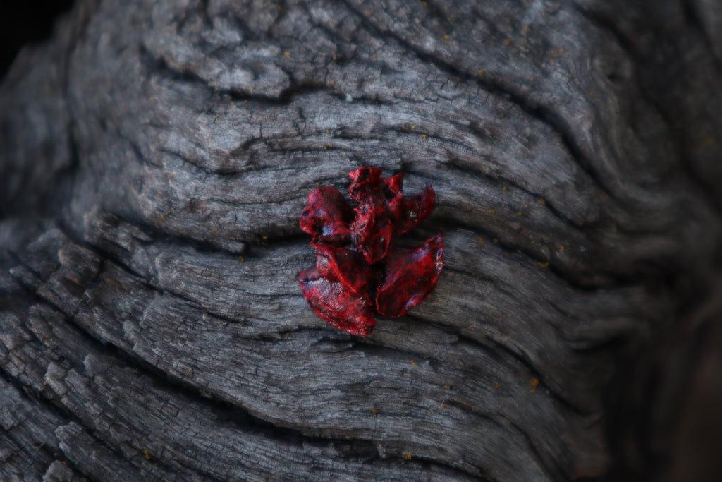 Dry Preserved Fetal Kitten Lungs
