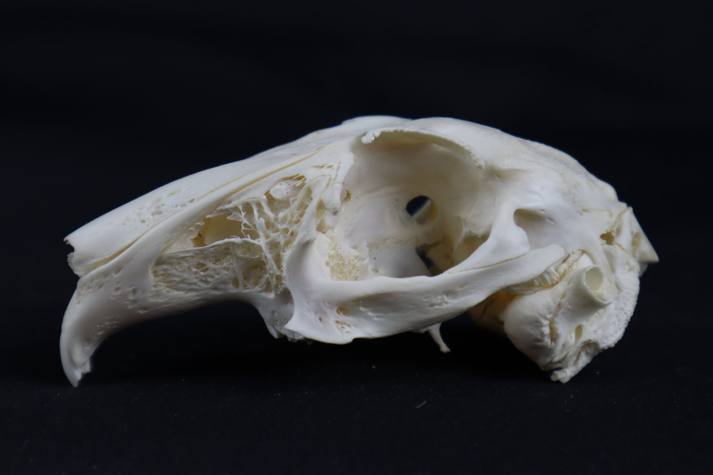 Craft Rabbit Skull