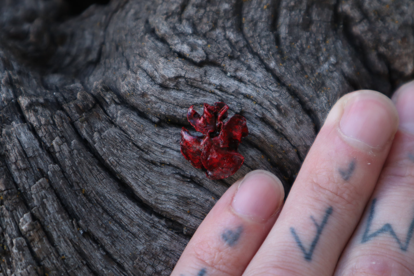 Dry Preserved Fetal Kitten Lungs