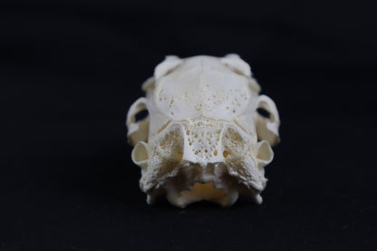 Craft Rabbit Skull
