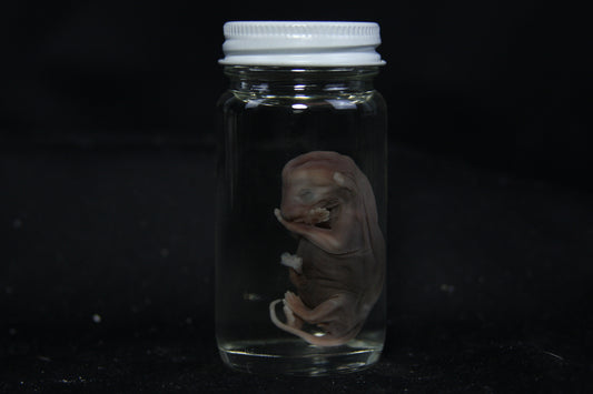 Fetal Raccoon Wet Specimen