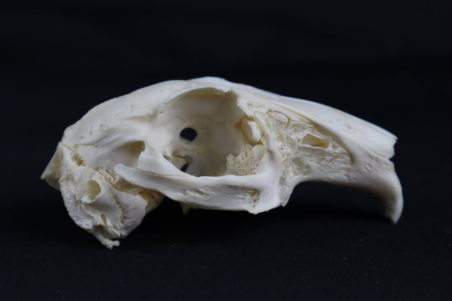 Craft Rabbit Skull