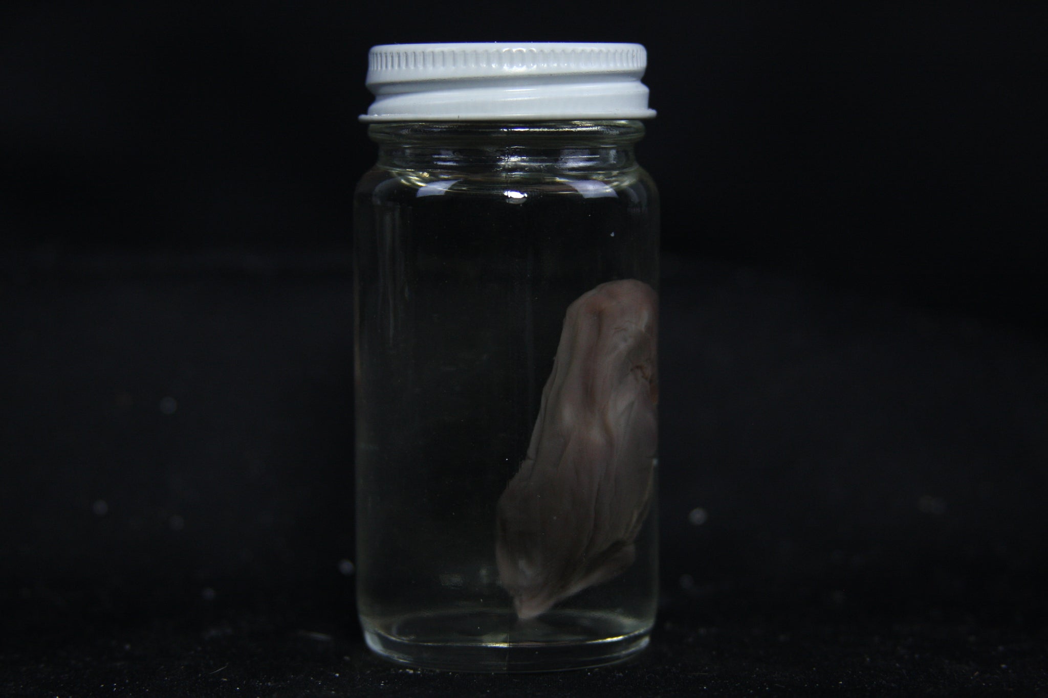 Fetal Raccoon Wet Specimen