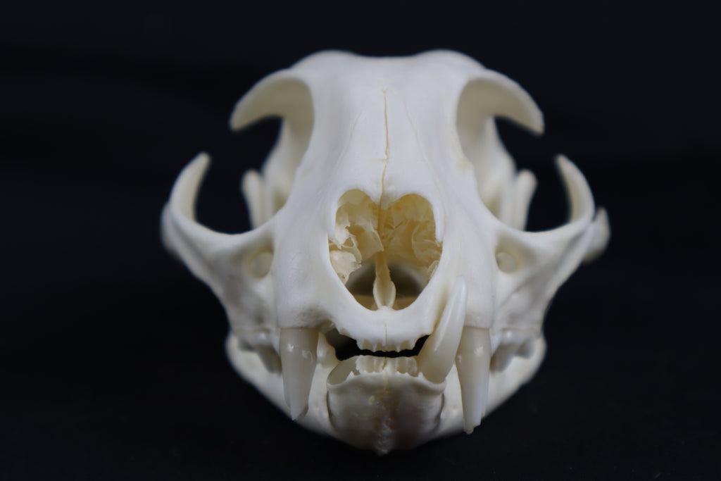 Craft Bobcat Skull