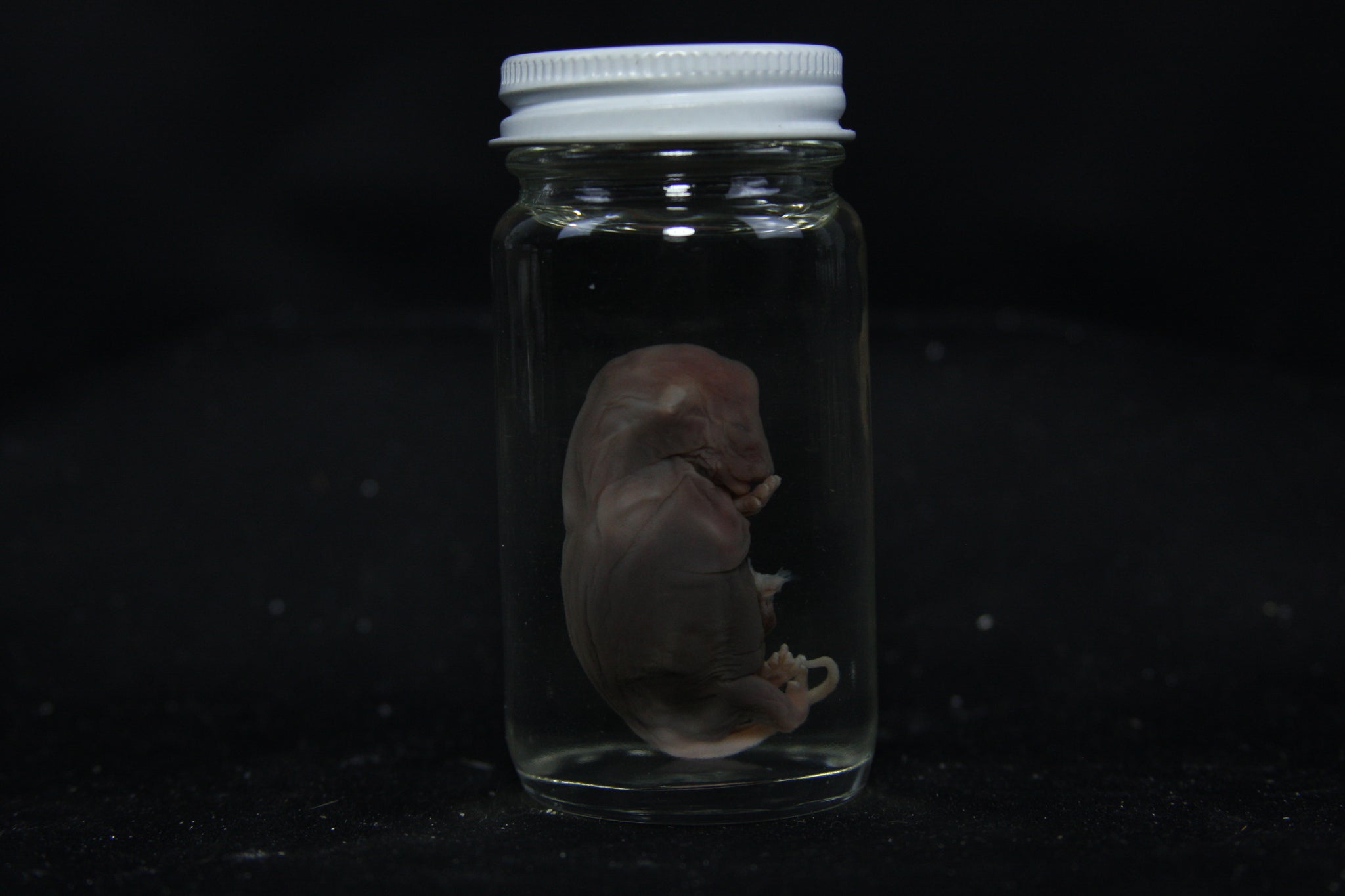 Fetal Raccoon Wet Specimen