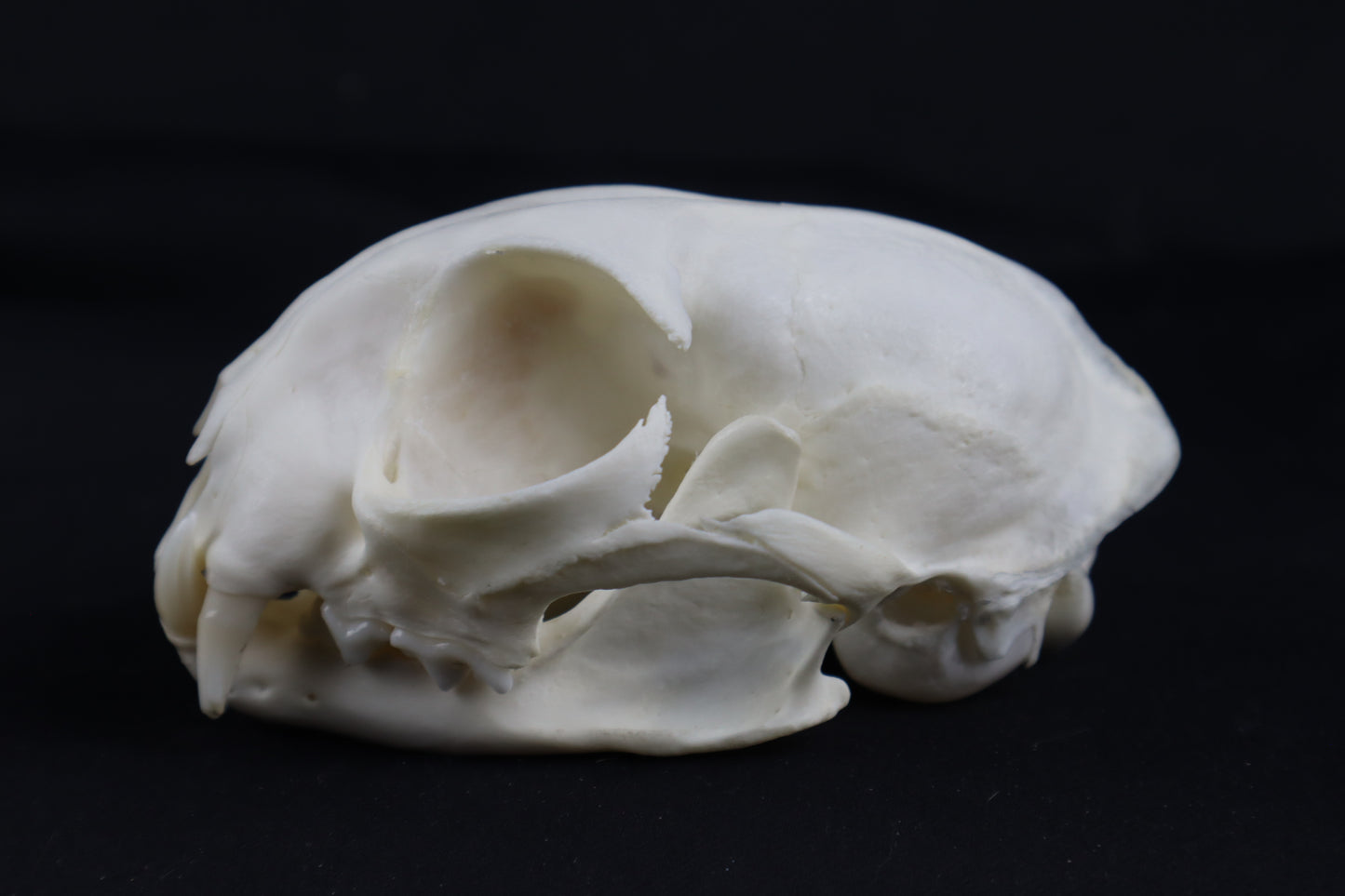 Craft Bobcat Skull